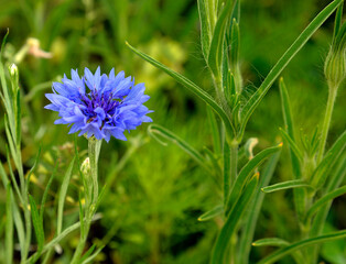 Variegated varieties of the plant called cornflower cornflower growing in flower meadows in the city of Białystok in Podlasie in Poland.