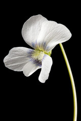 Fototapeta na wymiar White flower of the violet, lat. Viola odorata, isolated on black background