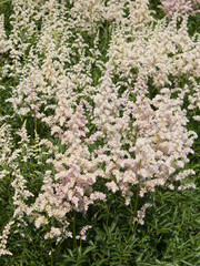 High white Astilbe in the garden