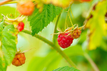 Raspberries ripen on bush on sunny day