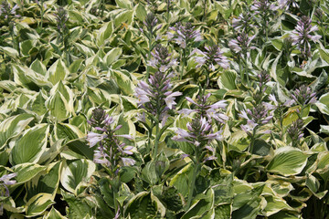 Blooming hosta on a flower bed in the garden