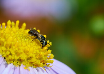 Stingless bee perching on the pollen of daisy flower