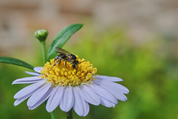Stingless bee perching on the pollen of daisy flower