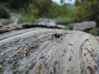 ant on the ground
