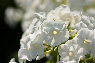 Flowering of the paniculate phlox
