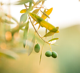 olive branch with olives