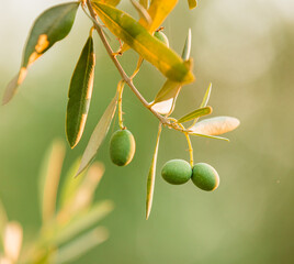 olive branch with olives