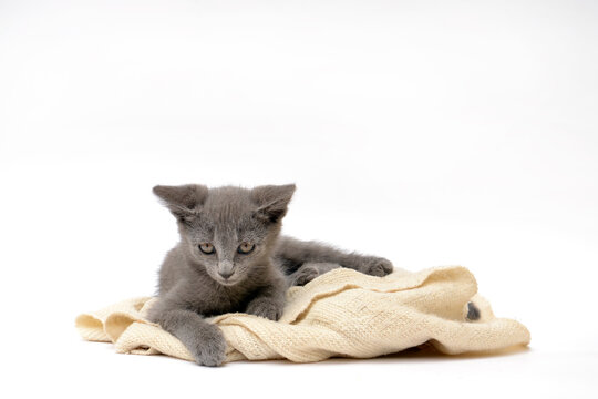 A gray kitten is playing and posing. Photo of a pet on a white background.