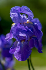 blue iris flower