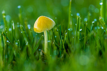 mushroom in the wet grass
