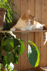 A white-red cat lies on a wooden balcony among domestic plants