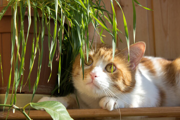A white and red cat sniffs the grass on a wooden balcony