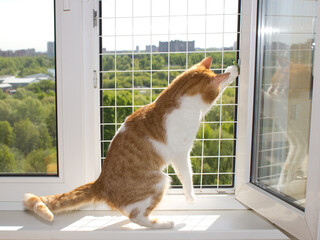 A white-red cat looking out window with protective grating