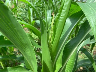 Growing corn plants in the field, corn field, corn tropical plants do green background organic cultivation 
