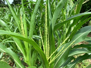 Obraz premium Tropical corn fields are growing green organic agricultural and cultivation 
