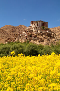 Canola flowers in the mountains