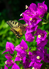 Fototapeta na wymiar colorful beauty Paper flowers or bougainvillea.butterfly feeding on nectar of a bougainvillea flower and beautiful bokeh in the background
