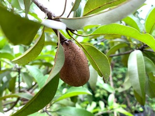 Tropical fruit orchard Sapodilla hanging from a branch organic sapodilla tree 