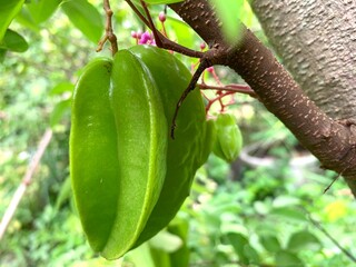 Tropical fruit star apple tree organic agricultural products 