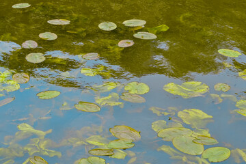 Green leaves of water lilies on the water surface. Natural plant background