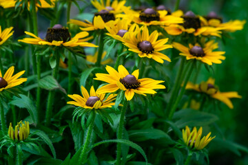 leuchtender Sonnenhut, Rudbeckia fulgidus
