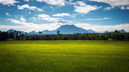 Beautiful landscape growing Paddy rice field with mountain and blue sky background in Nagercoil. Tamil Nadu, South India.