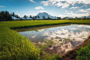 Beautiful landscape growing Paddy rice field with mountain and blue sky background in Nagercoil. Tamil Nadu, South India.