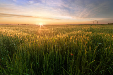 sunset on the field, agriculture rural landscape fields of ukraine