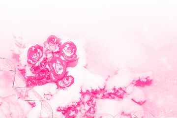 Fresh flowers in the snow. Frozen rose.