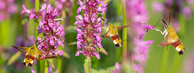 Hemaris fuciformis - the broad-bordered bee hawk-moth in the garden