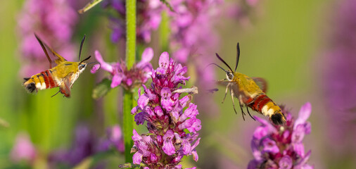 Hemaris fuciformis - the broad-bordered bee hawk-moth in the garden