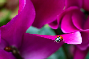 Ladybug on pink flower