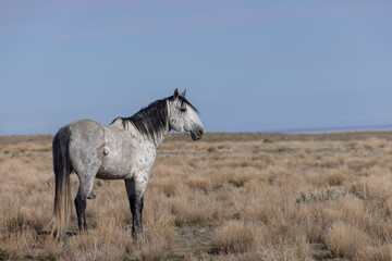 Majestic Wild Horse in the Utah Desert