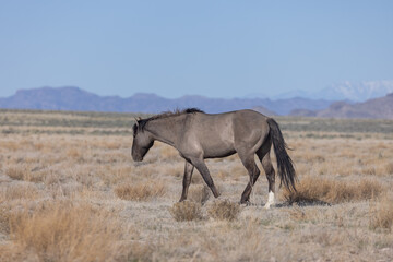 Fototapeta premium Majestic Wild Horse in the Utah Desert