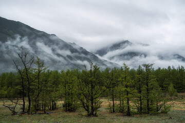 Trees in morning fog on mountain. Spruce trees.