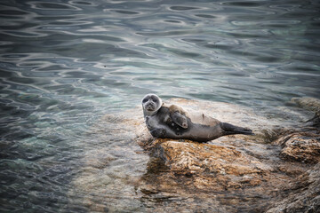 Grey Seal (Halichoerus grypus) Pup Helgoland Germany.