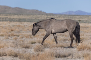 Obraz na płótnie Canvas Majestic Wild Horse in the Utah Desert