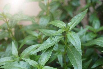 Green Andrographis paniculata, Kariyat tree. a single leaf, Glossy dark green leaves, Characteristics of long oval leaves, pointed tip.