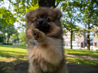 Little Spitz dog for a walk in the park.