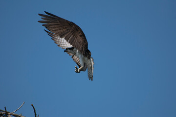 osprey