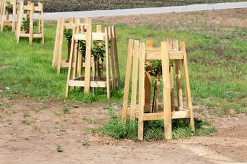Young seedlings with a wooden protective grid