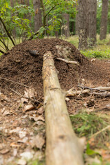 huge colony of ants in the forest