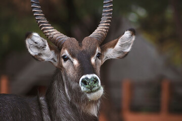 Wild african life. Close up of a cute Waterbuck (the large antelope) looking at the camera and posing in the Savannah.