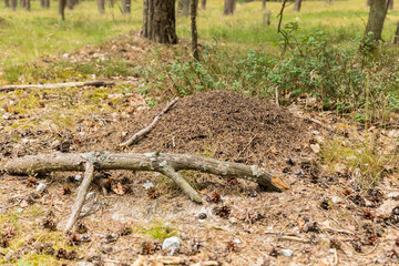 huge colony of ants in the forest