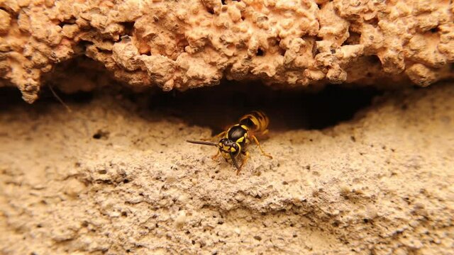 One Yellow wasp standing at the entrance to the nest and flapping its wings as a warm-up before flight, others out and enter their colony.
European wasp, yellow hornet, German wasp, yellowjacket