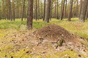 huge colony of ants in the forest