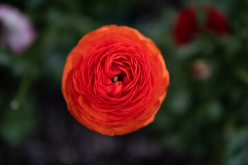 Beautiful Orange Red Flower Closeup during Spring in a Garden