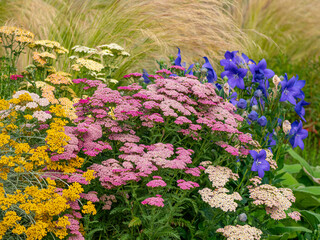 garden with perennial flowers Platycodon grandiflorus, Achillea and others © Vera Kuttelvaserova