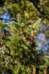 Nature, pine, pine tree branch, pinecone, cone