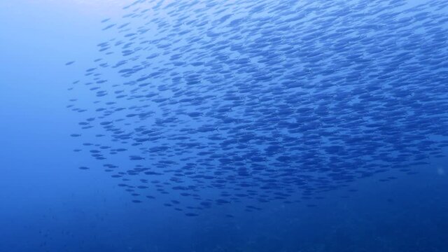 School of Boga fish in the turquoise water of coral reef in Caribbean Sea, Curacao